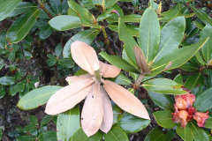 R bhutanense foliage