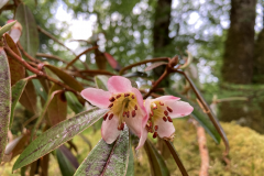 R camelliiflorum flowering branch
