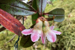 R camelliiflorum flowers with two tone colours