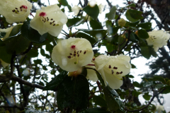 R campylocarpum subsp caloxanthum Telopeum Group  Nujiang Divide NW Yunnan