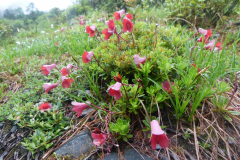 R. campylogynum flowers Myrtilloides Group