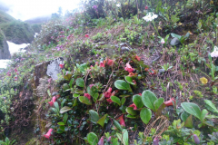 R. campylogynum Habitat