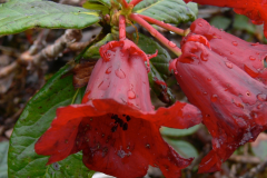 R. chamaephytum  flowers