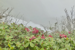 R. chamaephytum  growing on a hillside in Arunachal Pradesh.