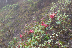 R. chamaephytum  growing on a hillside in Arunachal Pradesh.