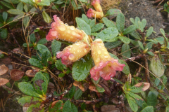 R. citriniflorum var horaeum  leaves and flowers