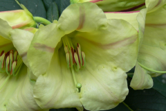 R. dalhousiae var rhabdotum in Arunachal-Pradesh.  showing its attractive unique flowers.