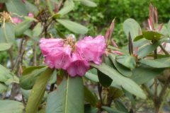 R. eclecteum