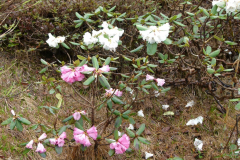 R. eclecteum_ flowers