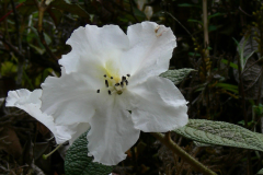 edgeworthii-in-Arunachal-Pradesh-flw