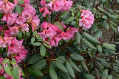R. flinkii in Arunachal Pradesh