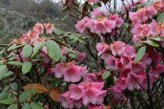 R. flinkii in Arunachal Pradesh