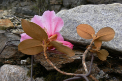 R. flinkii in Arunachal Pradesh