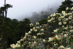 R. flinkii in Arunachal Pradesh