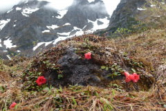 R. forrestii repens from the Nujiang Dulong divide