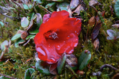 R_forrestii flowers . Arunachel Pradesh.
