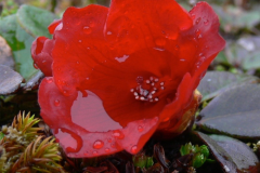 R_forrestii flowers . Arunachel Pradesh.
