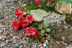 R forrestii flowers on this creeping shrub that is growing in cultivation. Repens Group