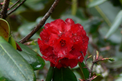 R. fulgens flower truss.