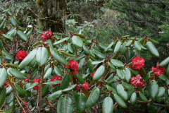 R. fulgens shrub