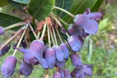R. generstierianum flowers