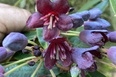 R. generstierianum flowers