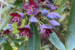 R. generstierianum flowers