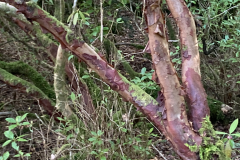 R-generstierianum-bark