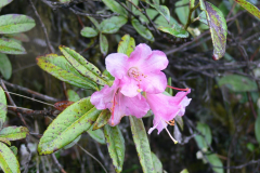 R. glaucophyllum var tubiforme  showing the tubular flowers.