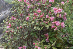 R. glaucophyllum var tubiforme habit. Arunachal Pradesh