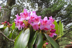 R. heliolepis flowers