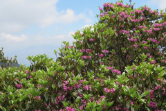 R. heliolepis  Habit