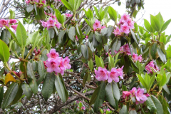 R. heliolepis  flowers