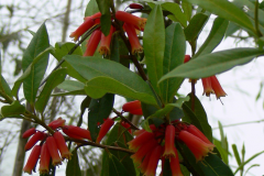 R. keysii and its strange flowers