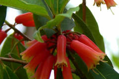 R. keysii and its strange flowers