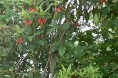 R. keysii foliage