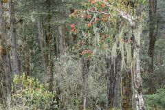 R. keysii Habit. Growing in the forests of Arunachal Pradesh