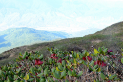 R. lopsangianum  on as hillside in Arunachal Pradesh