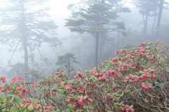 R. lopsangianum  on as hillside in Arunachal Pradesh