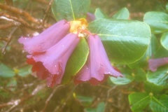 R_lopsangianum flowers