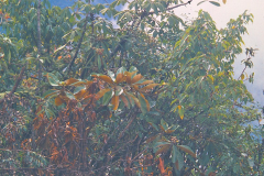 R_mechukae_H