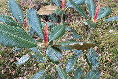 R mechukae. A young plant showing the early elongated growth buds. HECC10010