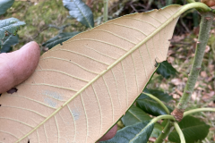R mechukae underleaf indumentum. HECC10010