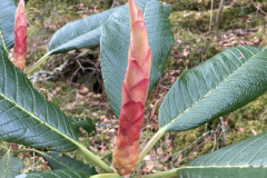 R mechukae. Close up of the elongated growth buds. HECC10010