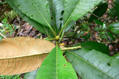 R_mechukae_seedling