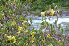 R. mekongense flowers