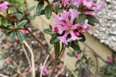 R primuliflorum flowers