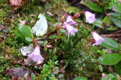 R. pumilum in Arunachal Pradesh