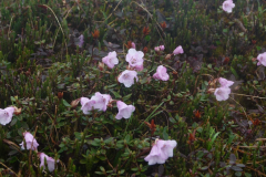 R. pumilum in Arunachal Pradesh