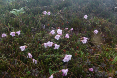 R. pumilum in Arunachal Pradesh